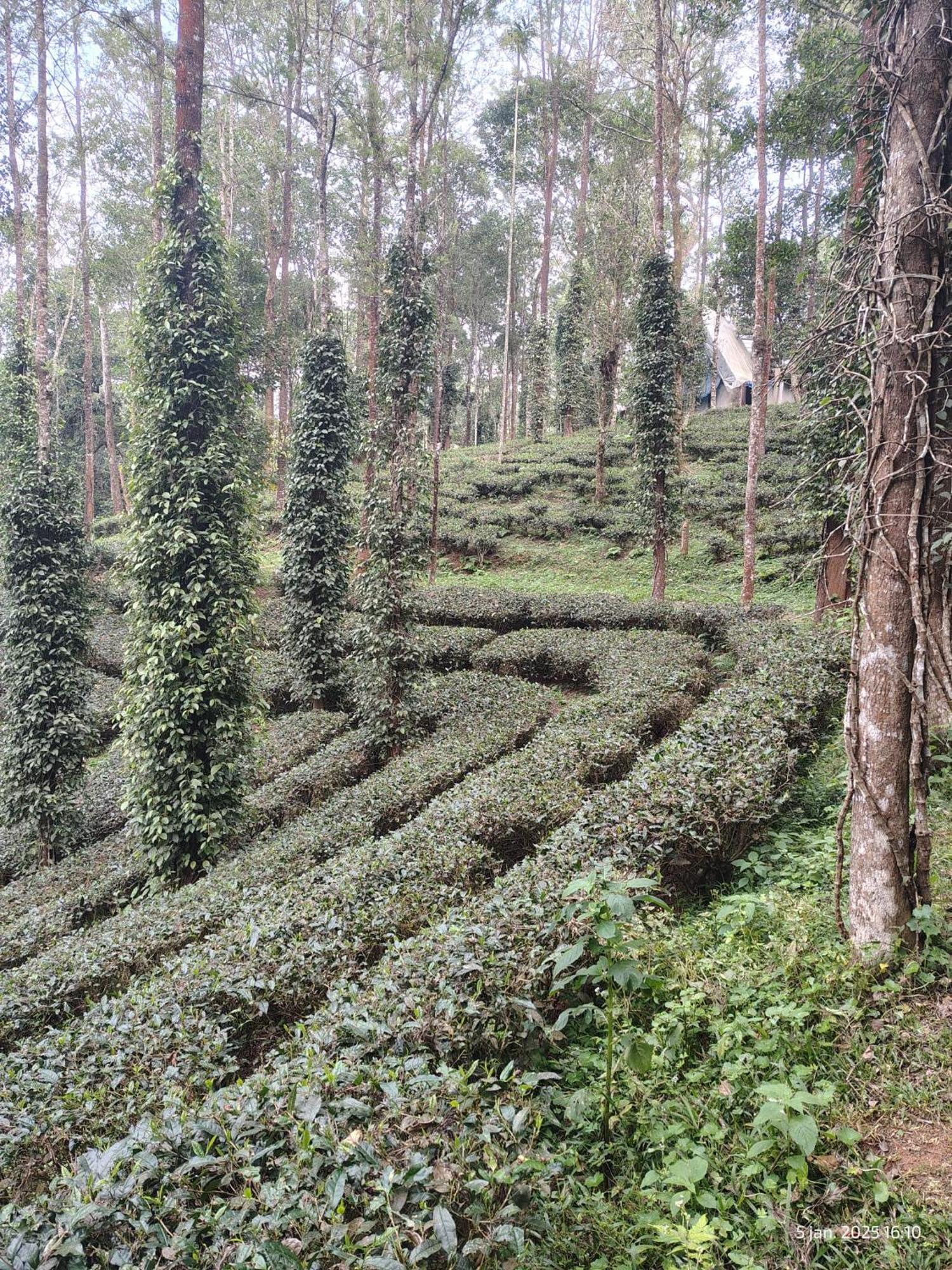 Jungle Jive Treehouse And Farm House Munnar Zewnętrze zdjęcie
